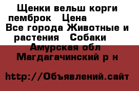 Щенки вельш корги пемброк › Цена ­ 70 000 - Все города Животные и растения » Собаки   . Амурская обл.,Магдагачинский р-н